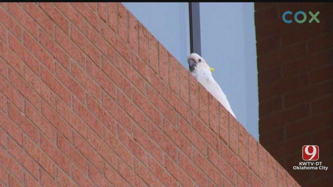 Cockatoo Stuck On Ledge Of Integris Hospital Safely Back With Owner
