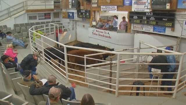 Climbing Cattle Price Equals Big Business For Tulsa Stockyards