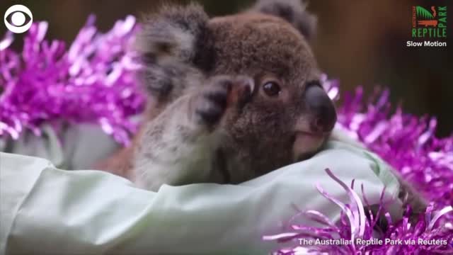 Watch: Australian Baby Animals Get Decked Out For Christmas