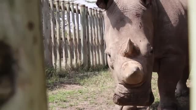 Scientists Work To Save Endangered Northern White Rhinos