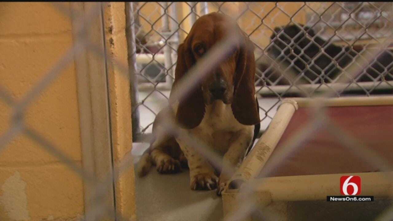 Campaign To Educate Community Could Save Thousands Of Tulsa Animals