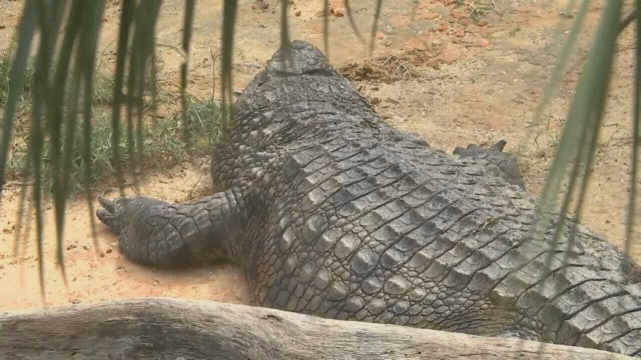 Man Jumps In Crocodile Pit