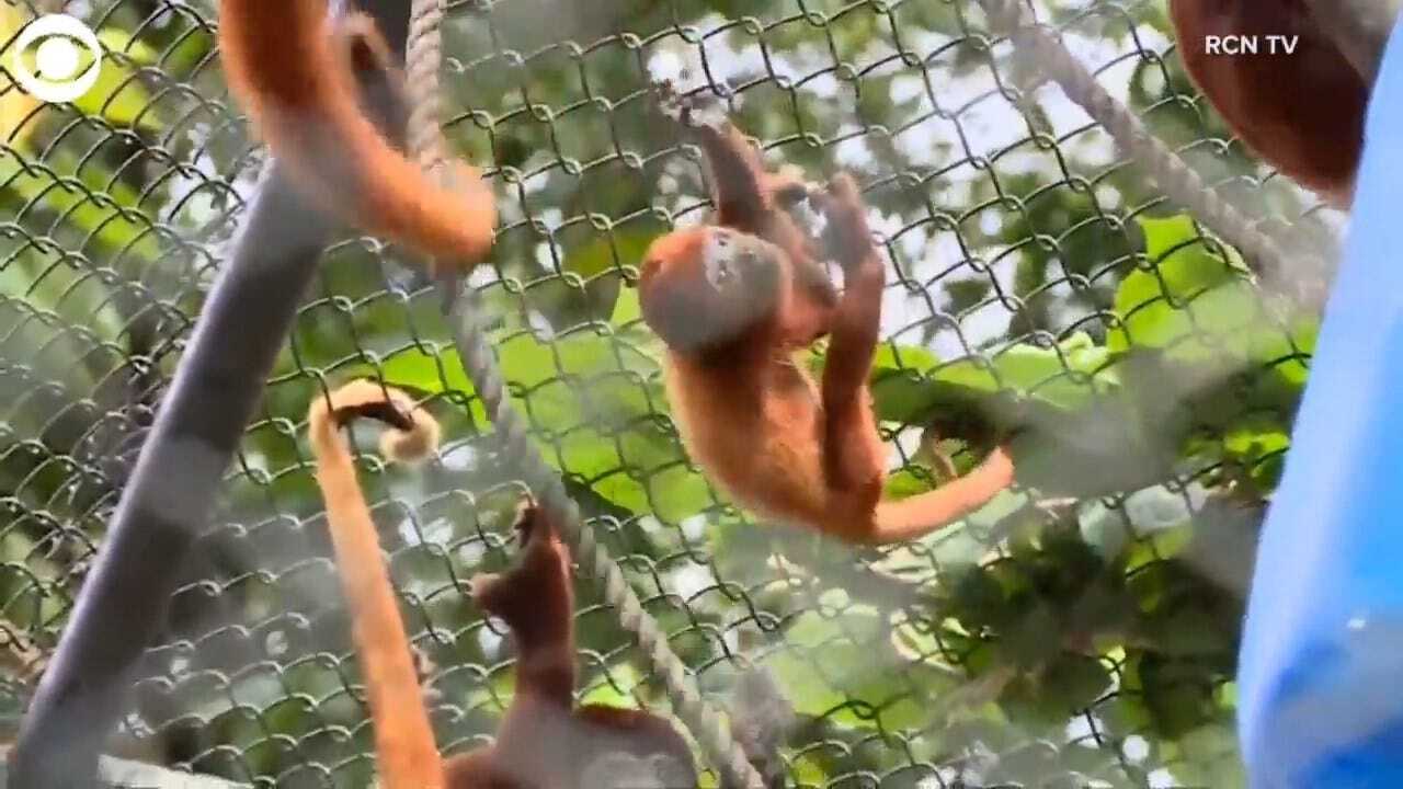 Baby Howler Monkey Makes Its Debut