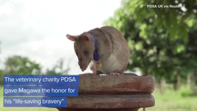 Watch: Rat Gets Medal For Detecting Landmines In Cambodia