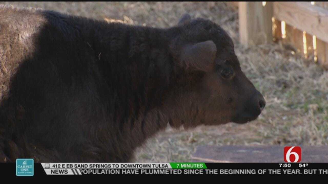 Wild Wednesday: New Dexter Steer At The Tulsa Zoo