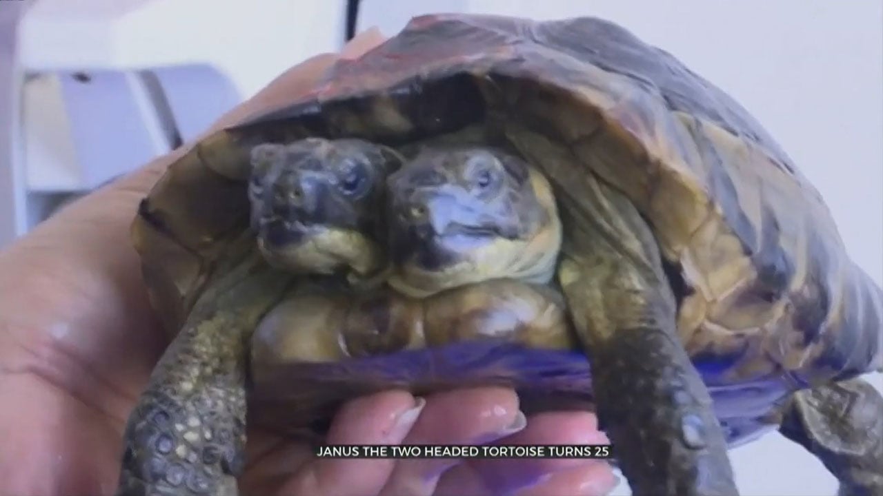 Two-Headed Tortoise Breaks World Record