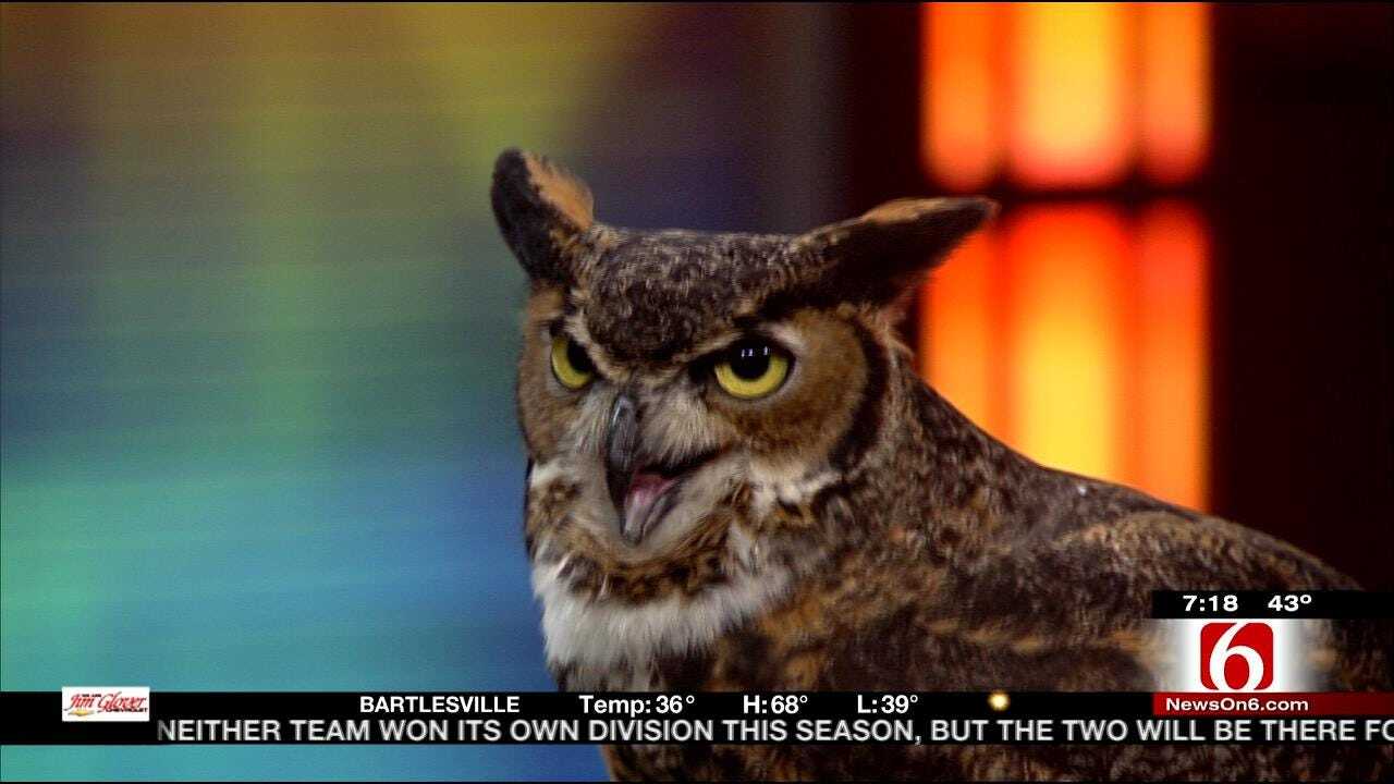 Wild Wednesday: Great Horned Owl