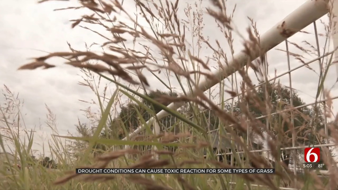 Drought Conditions Can Cause Toxic Reaction For Some Types Of Grass