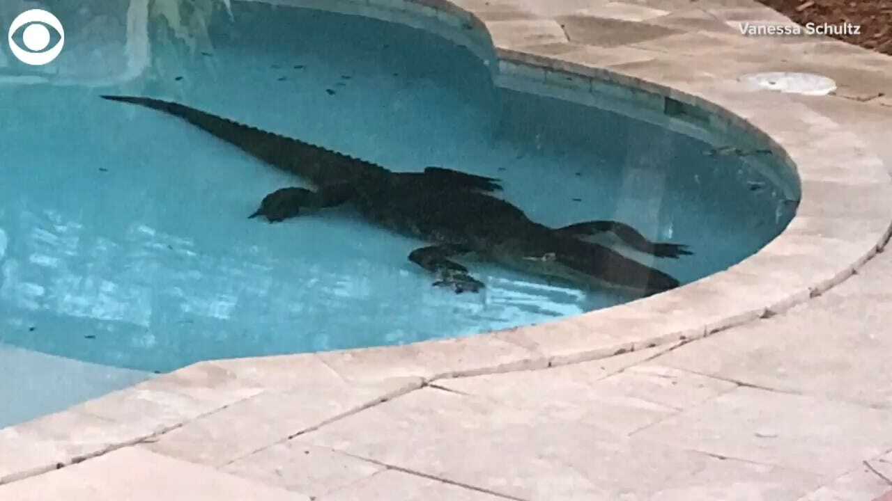 8-Foot Gator Takes A Dip In Florida Pool