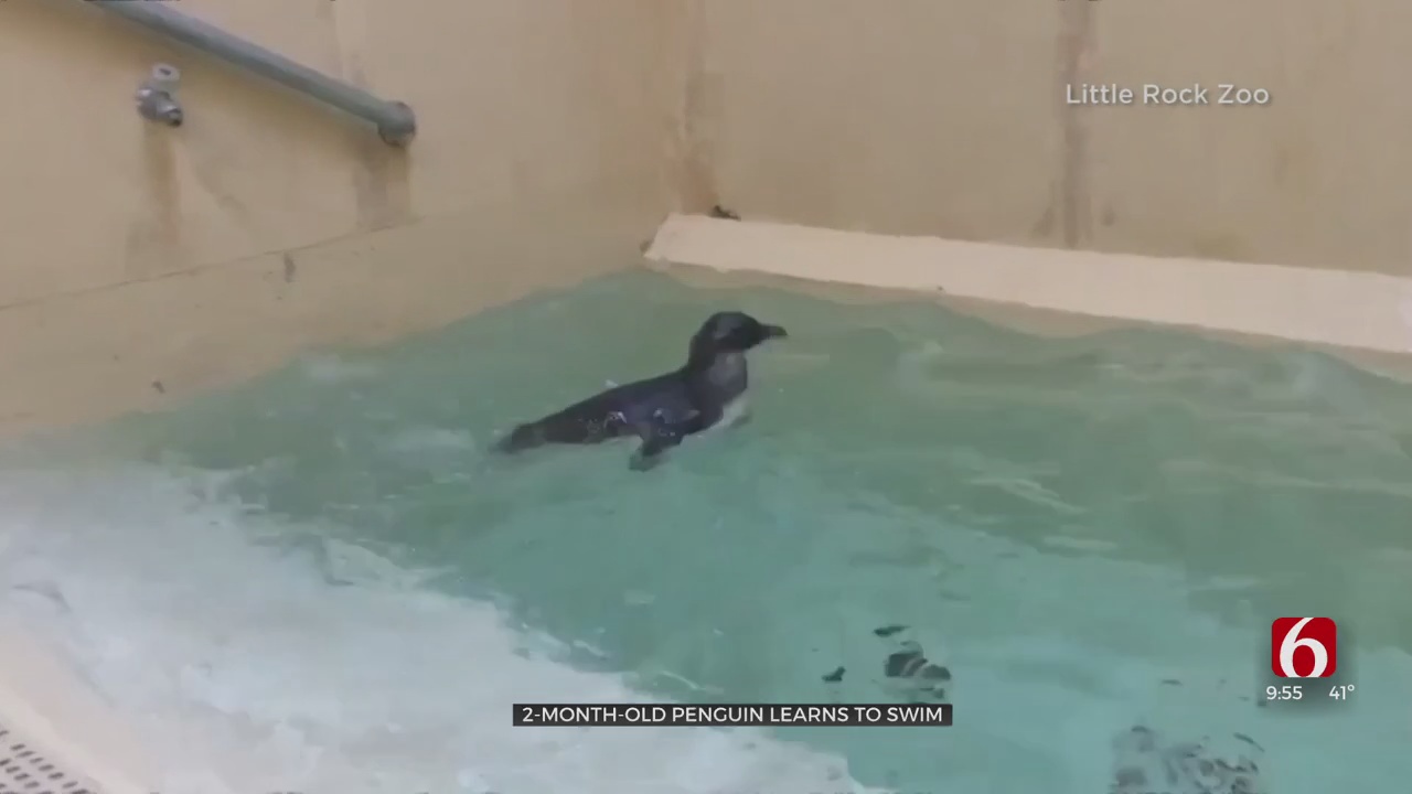 Watch: Little Rock Zoo Baby Penguin Learns To Swim