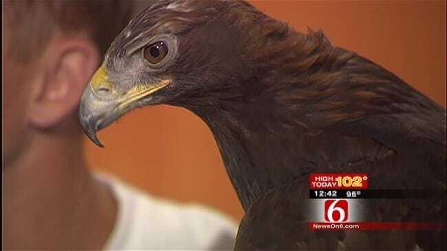 Midas The Golden Eagle Visits News On 6