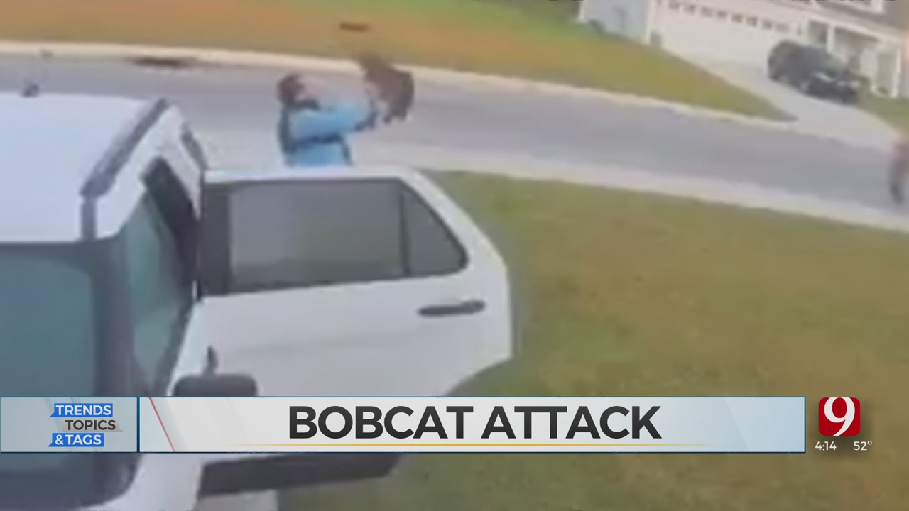Trends, Topics & Tags: Bobcat Attack 