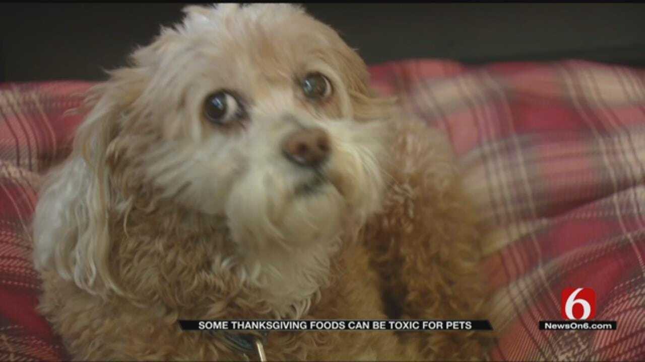 Don't Feed Your Pets Thanksgiving Dinner, Humane Society Warns