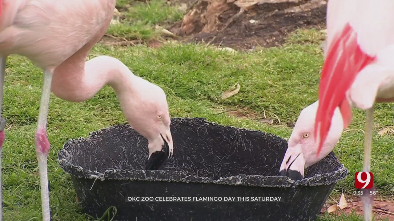 OKC Zoo To Celebrate International Flamingo Day 