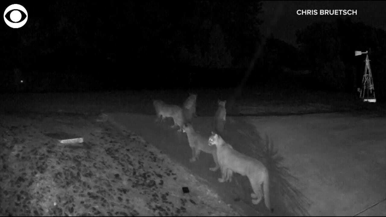 WATCH: 5 Mountain Lions Gathered Outside A Home