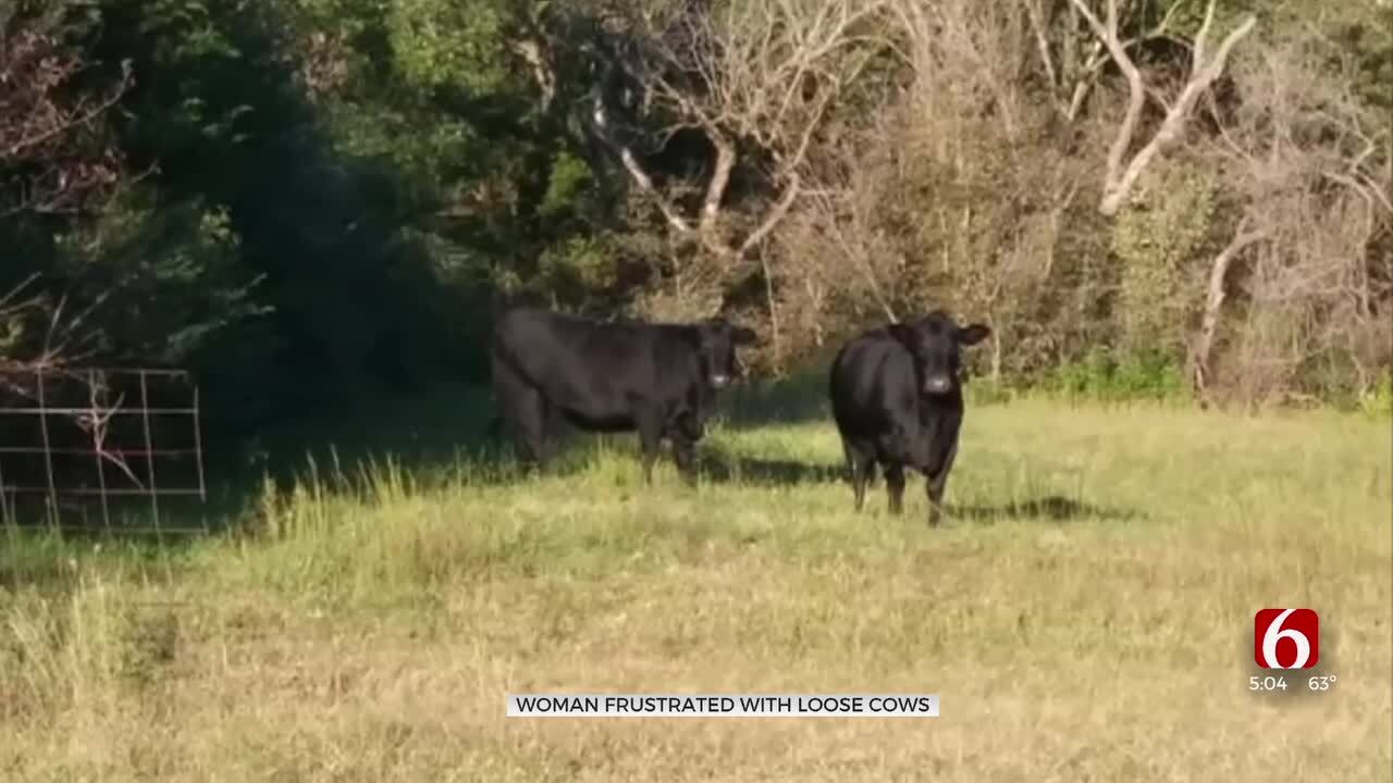 Woman Frustrated After Cows From 2022 Wreck Continue To Damage Her Property