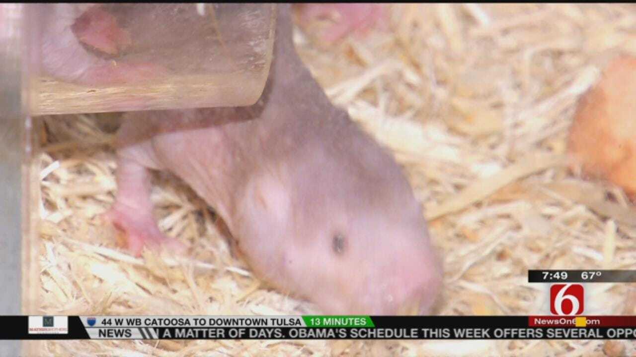 Wild Wednesday: Behind The Scenes Of Tulsa Zoo's Naked Mole Rat Exhibit