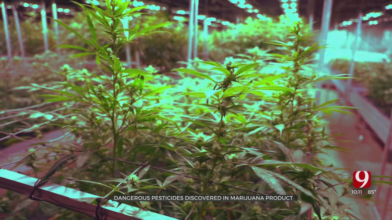 News 9 Investigates Banned Pesticides Found In Medical Marijuana Sold To Customers