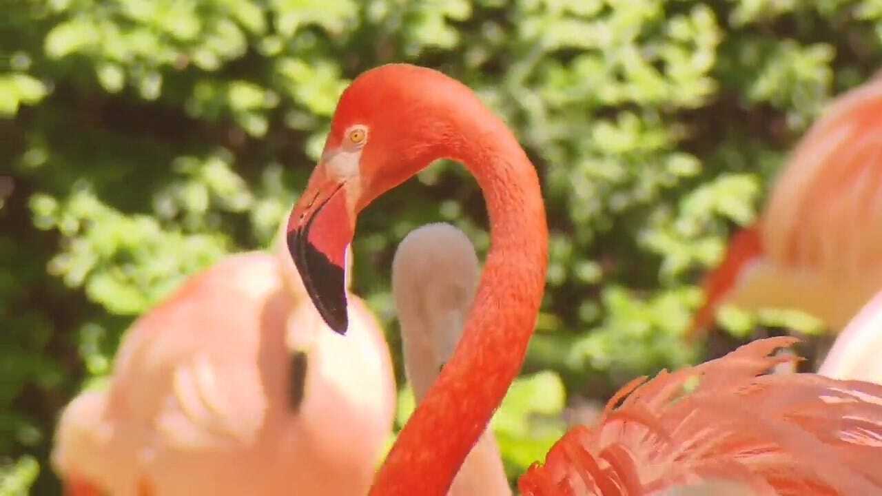 Denver Zoo Shares Love Story Of Same-Sex Flamingo Pair