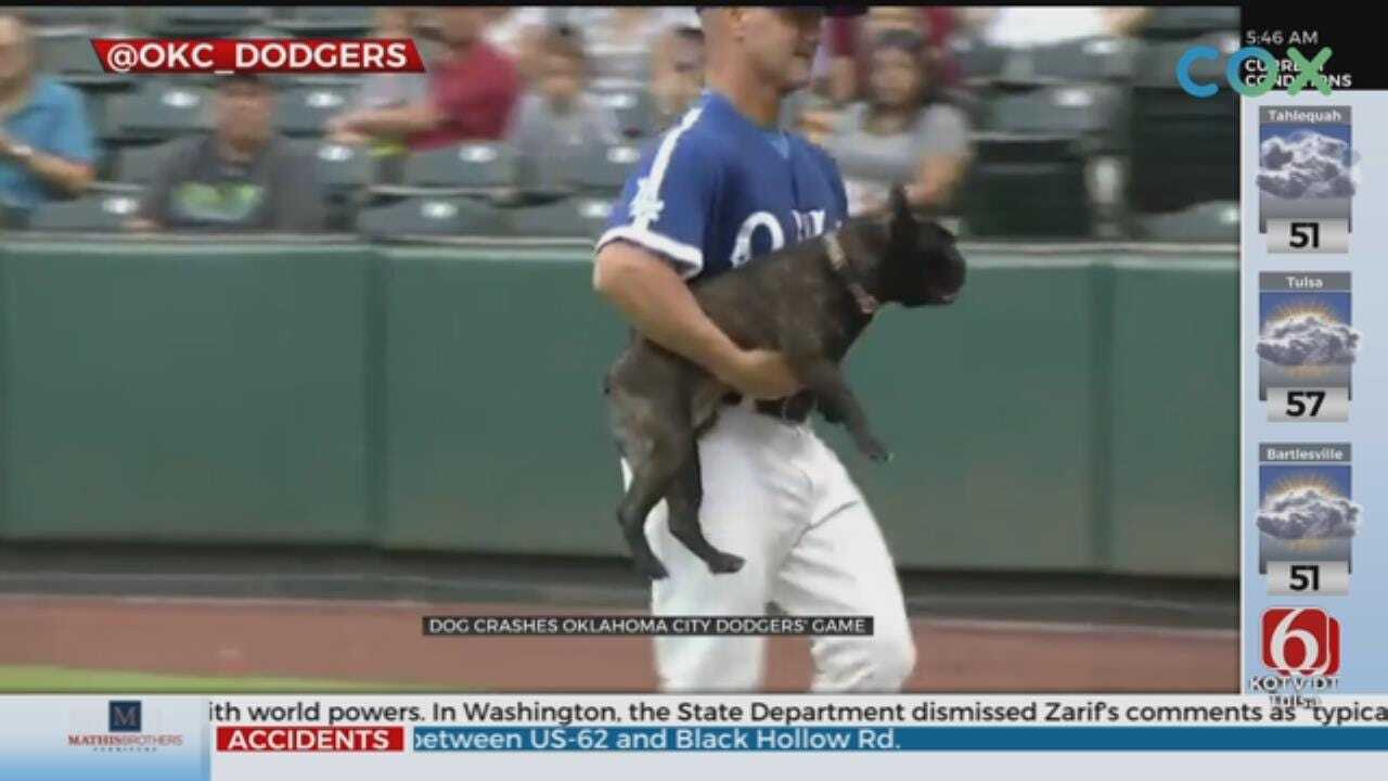 WATCH: Dog Steals Show At Oklahoma City Dodgers Game