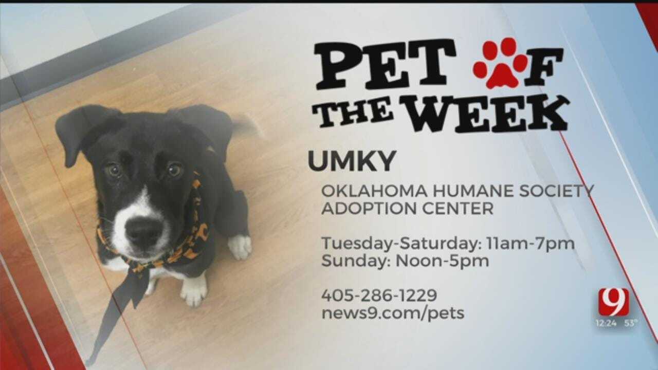 Pet of the Week: Umky