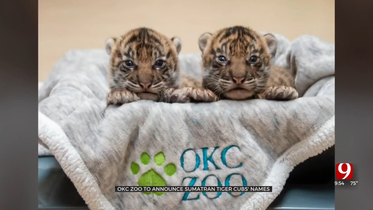 Sumatran Tiger Cubs To Be Named At OKC Zoo