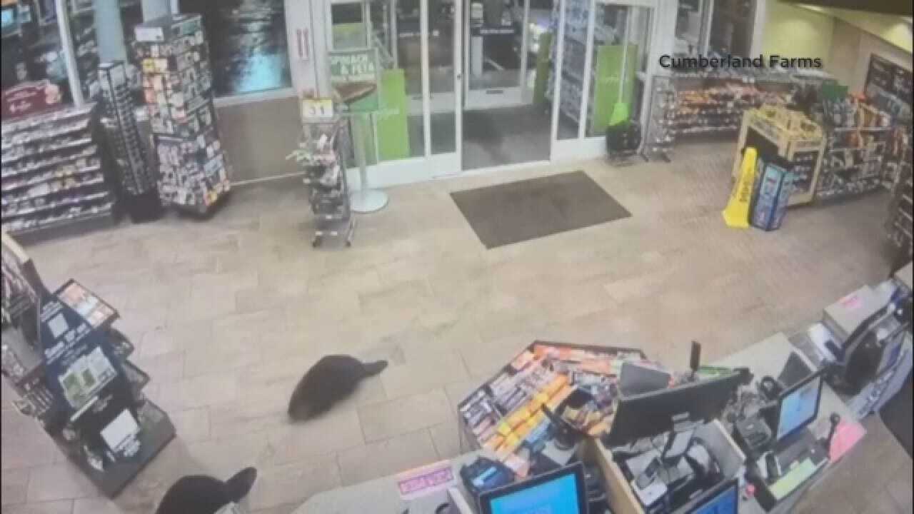 Beavers Visit Massachusetts Convenience Store