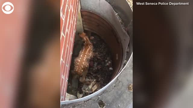 Watch: Fawn Trapped In Window Well Rescued