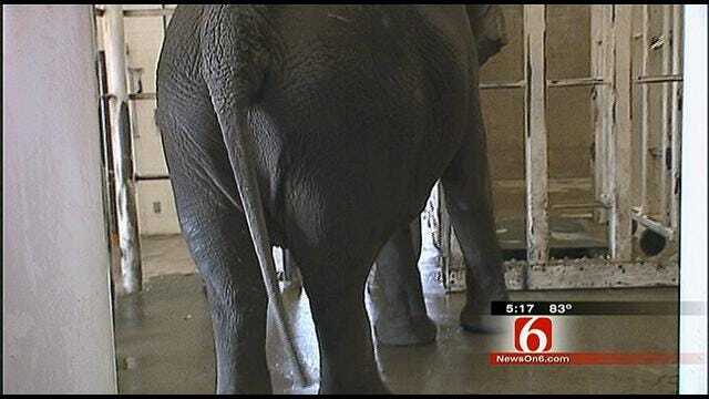 From The KOTV Vault: Tulsa Zoo Starts Weighing Elephants In 1981