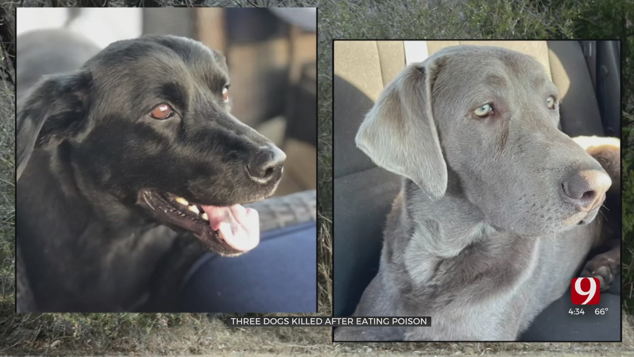 Enid Woman Devastated After Losing 3 Dogs To Baited Poison
