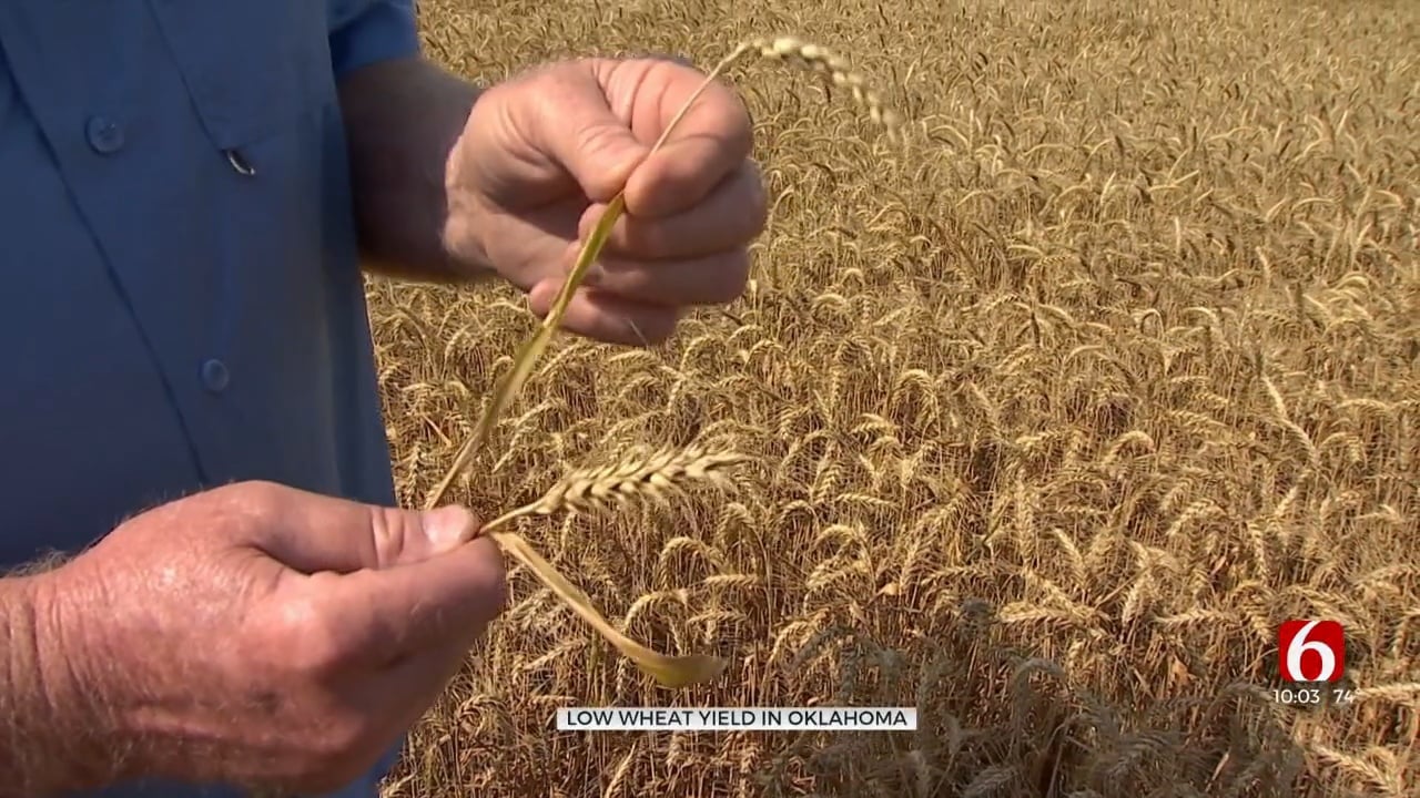Oklahoma Farmers Face Crop Struggles Ahead Of Wheat Harvest Season