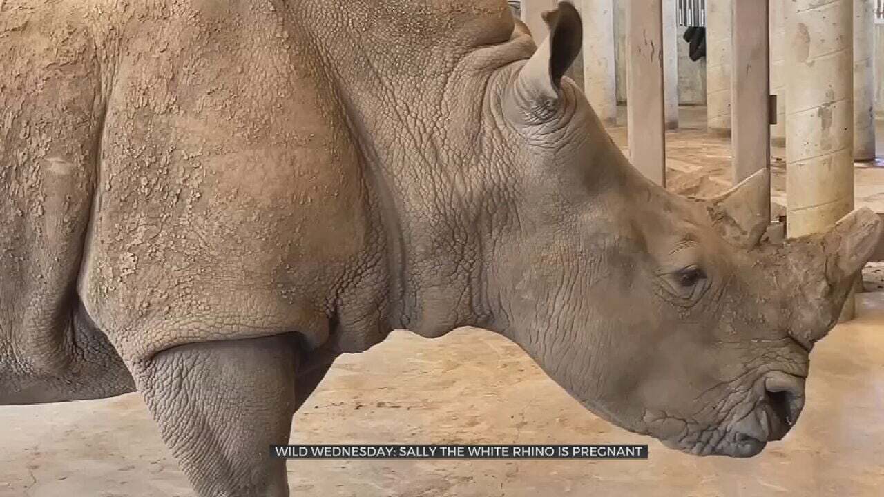 Watch: Sally The Pregnant White Rhino Gets An Ultrasound At The Tulsa Zoo