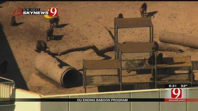 Employee Speaks Out About OU’s Baboon Program