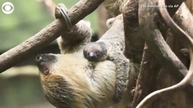 Watch: London Zoo Announces Birth Of Two-Toed Sloth