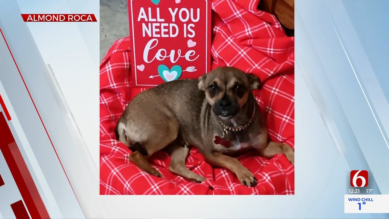 Pet Of The Week: Almond Roca The Chiweenie