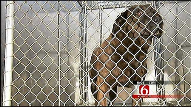 Dogs Rescued In Rogers County Raid To Go Up For Adoption Wednesday