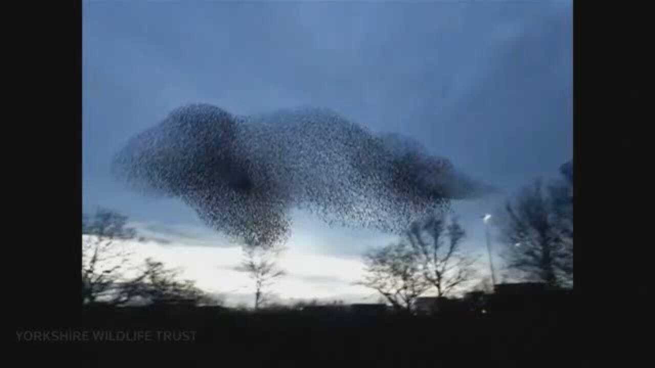 Huge Flock Of Birds Caught On Camera