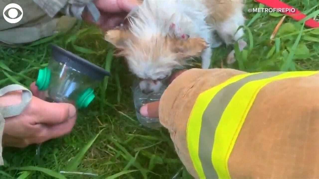 WATCH: Dogs Rescued From Fire