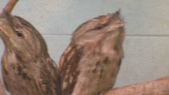 Wild Wednesday: Tawny Frogmouth Owl At The Tulsa Zoo
