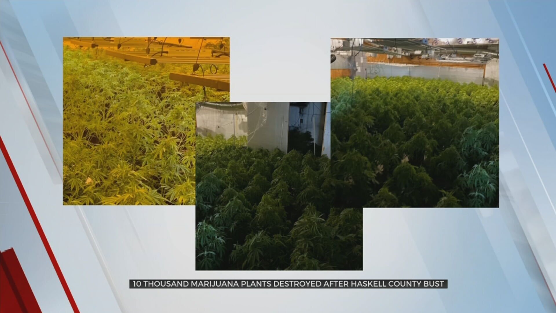 More Than 10,000 Marijuana Plants Seized, 2 Arrested In Haskell County Bust 