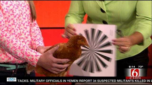 Watch: 6 In The Morning Crew Hypnotize A Chicken