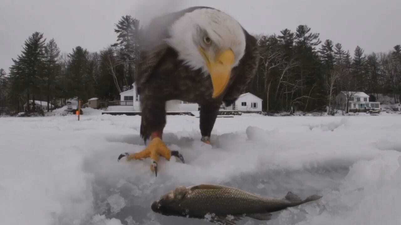 Caught On Camera: Bald Eagle Grabs Easy Meal