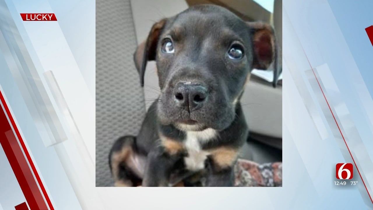 Pet Of The Week: Lucky Lab-Terrier Mix
