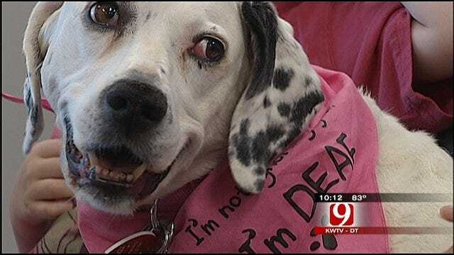 Service Dog Of The Year Named In Blanchard