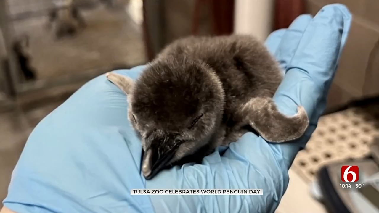 Tulsa Zoo Celebrates World Penguin Day With Introduction Of New Penguin