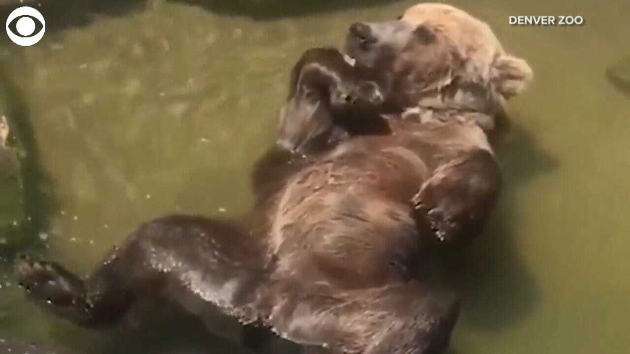 Bear Cools Off In A Stream In The Denver Zoo