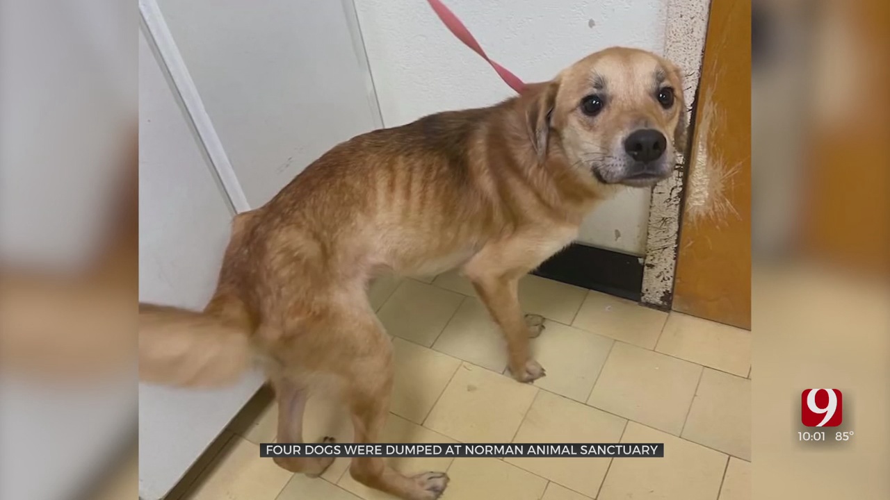 Sanctuary Says Pet Abandonment Becoming Common After 4 Dogs Dumped During Thunderstorm