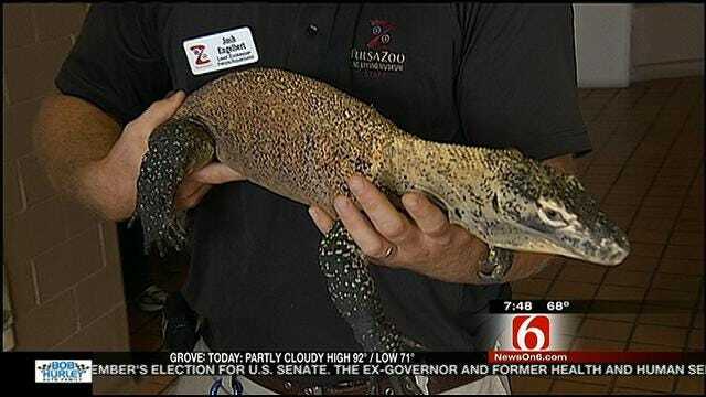 Wild Wednesday: Tulsa Zoo's Komodo Dragon