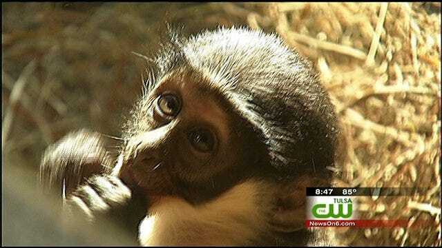Wild Wednesday: Baby Diana Monkey