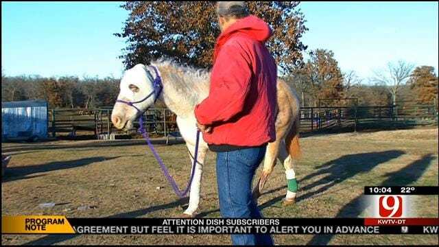 Severely Injured And Left For Dead, Rudy The Horse On The Road To Recovery